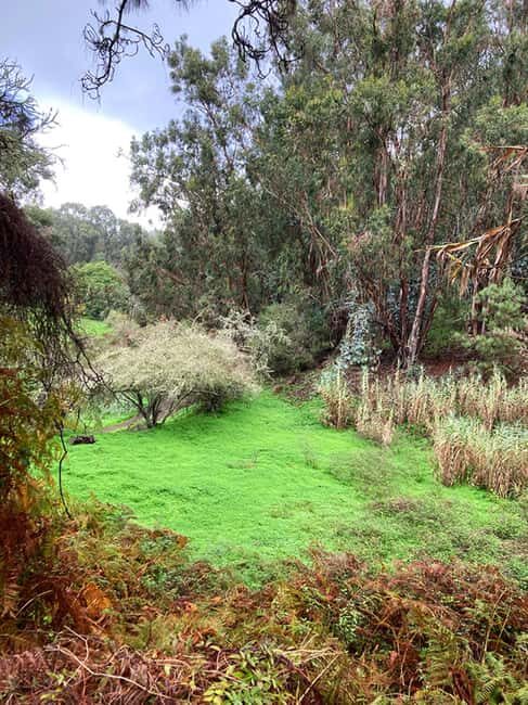 Gran Canaria: excursion to the Laurisilva Forest - What to Expect from the Tour  