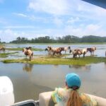 Group Boat Tours of Chincoteague & Assateague - Wild Ponies - Practical Details & What to Expect