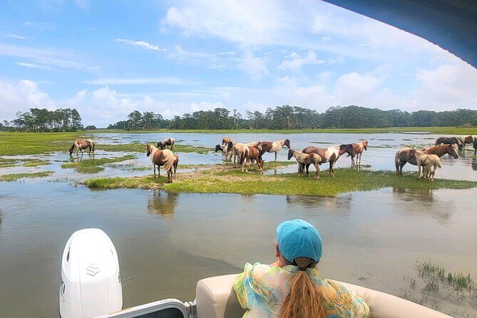 Group Boat Tours of Chincoteague & Assateague - Wild Ponies - Practical Details & What to Expect