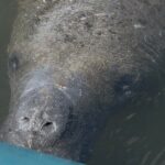 Guided Kayak Experience at EG Simmons Park - Scenic Highlights and Wildlife Sightings