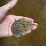 Guided Wildlife Eco Kayak Tour in New Smyrna Beach - The Practicalities: What You Need to Know