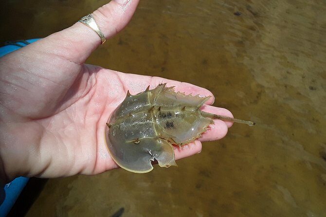 Guided Wildlife Eco Kayak Tour in New Smyrna Beach - The Practicalities: What You Need to Know