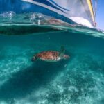 Half-day Tour Sea Turtles Encounter in Akumal Bay - Why Most Travelers Rate This Tour Highly