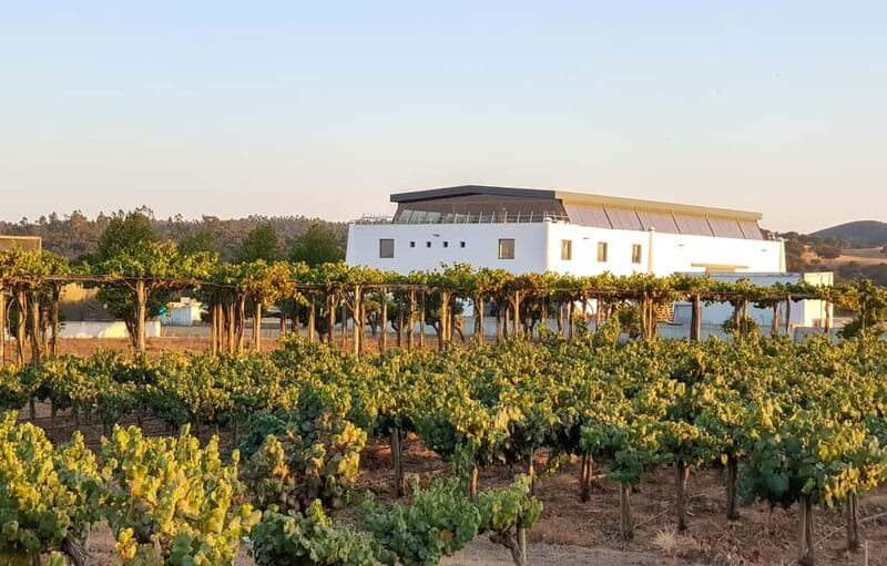 Herdade Canal Caveira - Winery Visit 4 Red's Wines & Tapas - An In-Depth Look at the Herdade Canal Caveira Experience