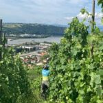 Hiking & Wine between Côte-Rôtie and Condrieu - Final Thoughts