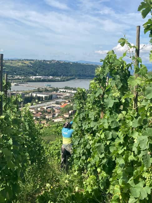 Hiking & Wine between Côte-Rôtie and Condrieu - Final Thoughts