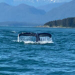 Juneau: Mendenhall Glacier and Whale Watching Tour - Practical Details and Tips