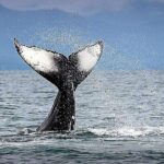 Juneau Whale Watch Adventure - What Travelers Say