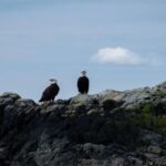 Ketchikan: Lighthouse, Totems & Eagles Excursion - Who Is This Tour Best For?