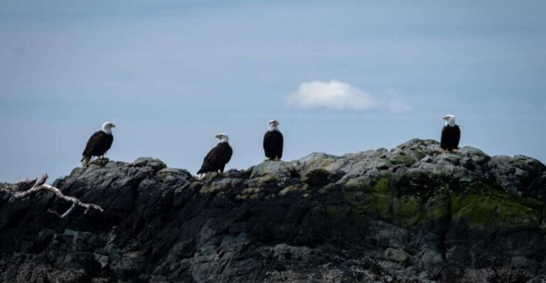 Ketchikan: Lighthouse, Totems & Eagles Excursion - Who Is This Tour Best For?