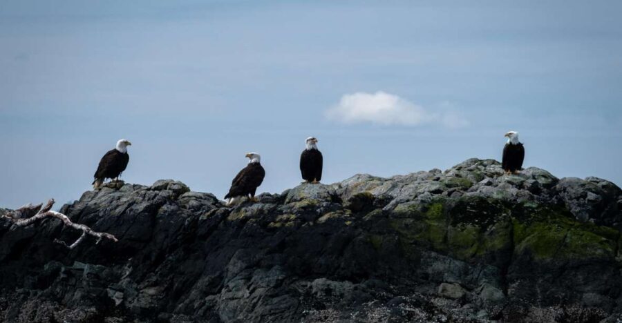Ketchikan: Lighthouse, Totems & Eagles Excursion - Who Is This Tour Best For?