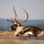 Kiruna: Arctic Summit Views in the Midnight Sun - Reaching the Summit: A World Bathed in Gold