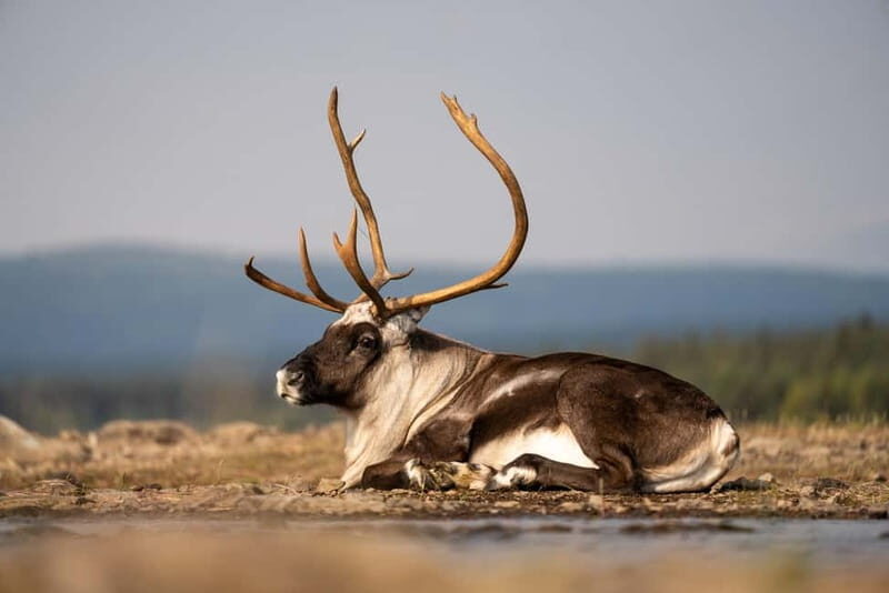 Kiruna: Arctic Summit Views in the Midnight Sun - Reaching the Summit: A World Bathed in Gold