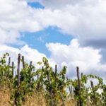 La Maliosa Farm Experience & Wine Tasting - Deep Dive into the Itinerary & Experience