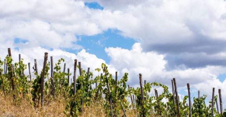 La Maliosa Farm Experience & Wine Tasting - Deep Dive into the Itinerary & Experience