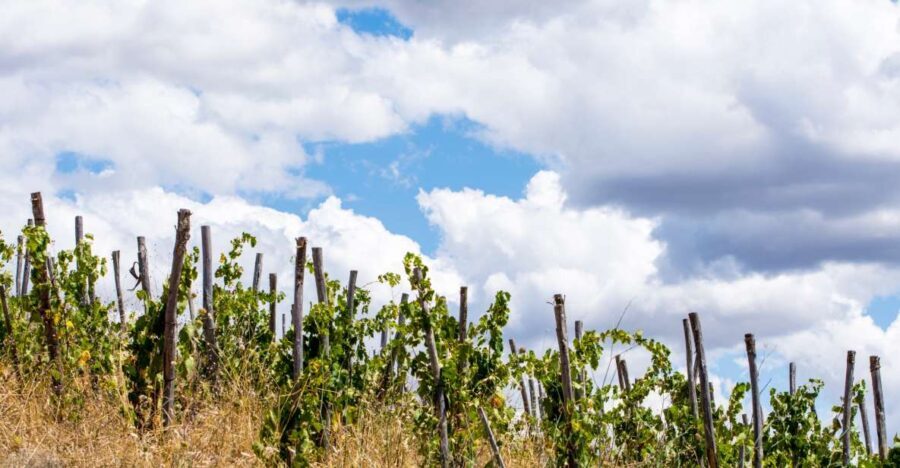 La Maliosa Farm Experience & Wine Tasting - Deep Dive into the Itinerary & Experience