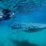La Paz Whale Shark Snorkeling Tour and Lunch From Los Cabos - In-Depth Look at the Experience
