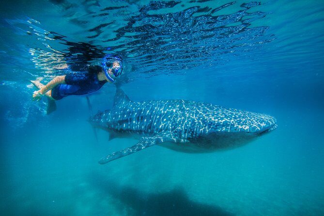 La Paz Whale Shark Snorkeling Tour and Lunch From Los Cabos - In-Depth Look at the Experience
