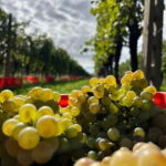 Lake Garda: Wine Tasting and Myths Tour with Local Snacks - Why This Tour Might Be Perfect for You