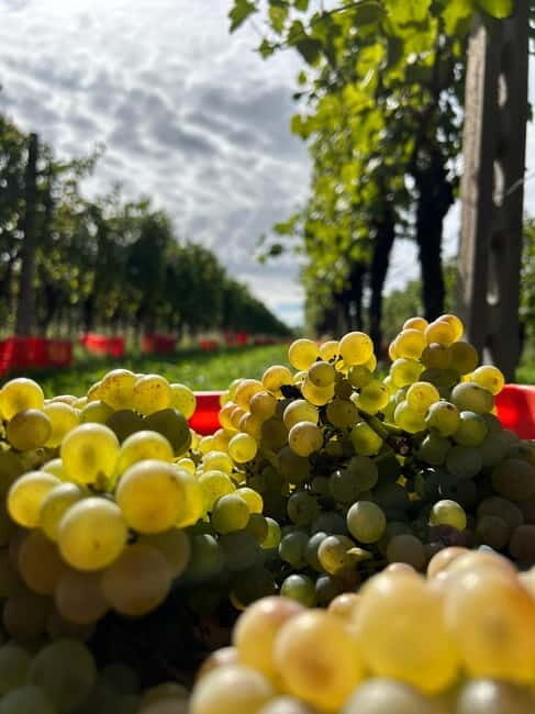 Lake Garda: Wine Tasting and Myths Tour with Local Snacks - Why This Tour Might Be Perfect for You