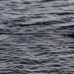 Lake Osborne Gator Watch Tour - The Itinerary in Detail: What to Expect