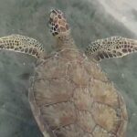 Lets Paddle! Jupiter & surrounding areas - Who Should Consider This Tour?