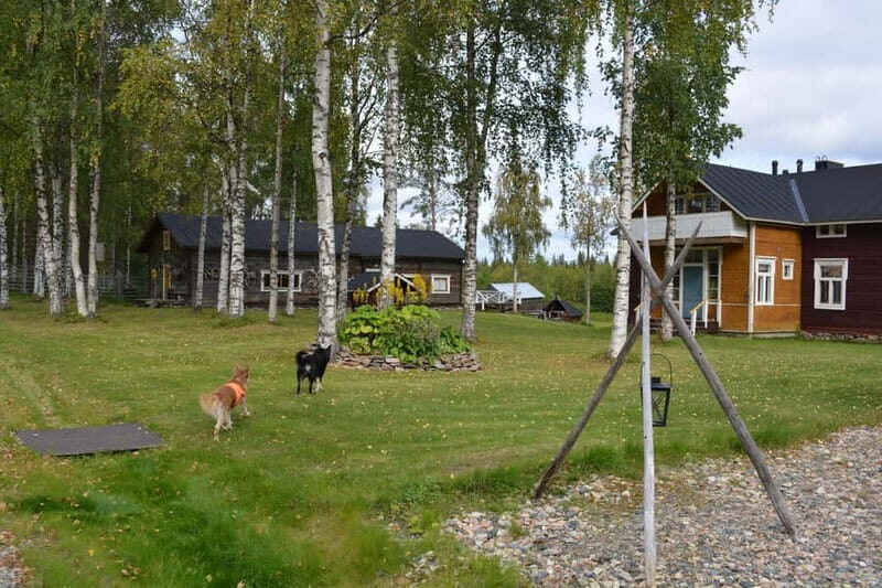 Levi: Canoeing Adventure with Reindeer Farm Visit - What to Expect From the Canoeing & Reindeer Experience