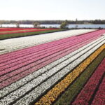 Lisse: Self-Guided Tulip Fields GPS Audio Tour - Final thoughts