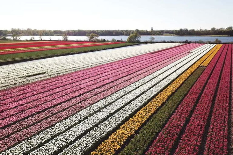 Lisse: Self-Guided Tulip Fields GPS Audio Tour - Final thoughts