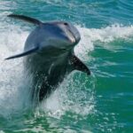 Madeira Beach: Egmont Key Snorkeling and Dolphin Cruise - What Makes This Tour Stand Out