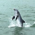Marco Island Private Tubing, Dolphin Watching and Shelling Tour - The Sum Up