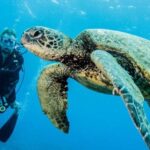 Maui: Beginner Discovery Scuba Dive Excursion from Lahaina - The Itinerary Breakdown