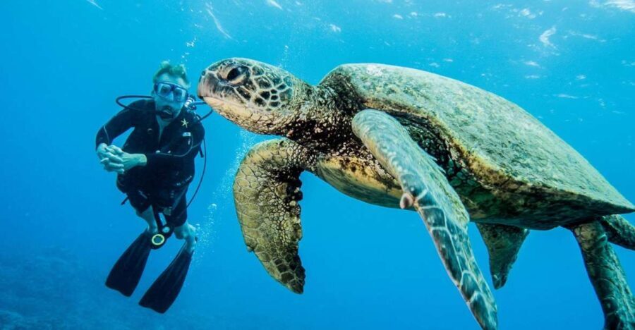 Maui: Beginner Discovery Scuba Dive Excursion from Lahaina - The Itinerary Breakdown