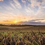 Maui Pineapple Tour: Farm and Feast Experience - Practical Details and Considerations