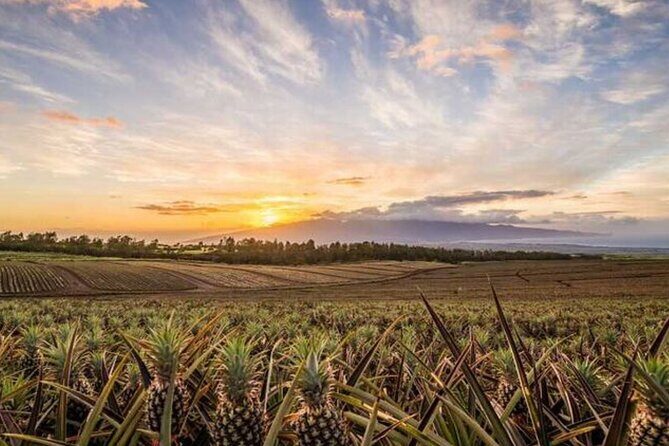 Maui Pineapple Tour: Farm and Feast Experience - Practical Details and Considerations