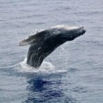Maui Premium Sunset Dinner Cruise & Whale Watch - The Experience: What Reviewers Love