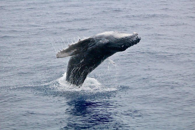 Maui Premium Sunset Dinner Cruise & Whale Watch - The Experience: What Reviewers Love