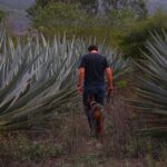 Mezcal Tour Oaxaca - Transportation and Group Size