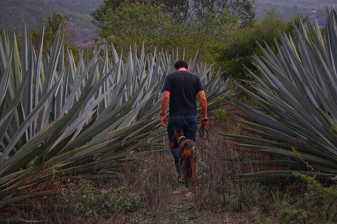 Mezcal Tour Oaxaca - Transportation and Group Size