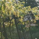 Modra: Private Wine Tasting at a Family-Operated Winery - Who Will Love This Experience?