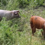 Mondsee: SEGWAY Easy Tour (1.0 hours) - The Landscape and Highlights