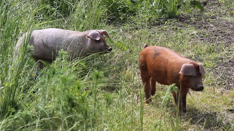 Mondsee: SEGWAY Easy Tour (1.0 hours) - The Landscape and Highlights