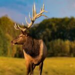 Montebello, QC: General Admission to Parc Omega - Discovering the Park: What to Expect