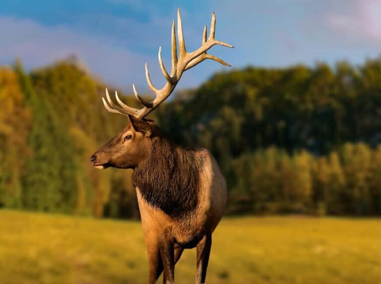 Montebello, QC: General Admission to Parc Omega - Discovering the Park: What to Expect