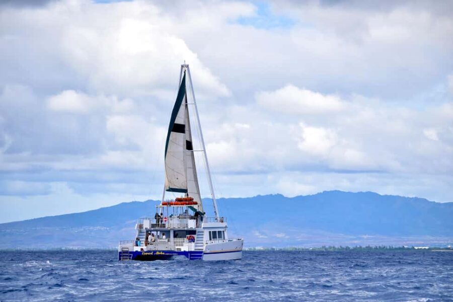 Oahu: Waikiki Whale Watching Cruise - An Overview of the Experience