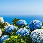 Ponta Delgada: 2-Day Tour, East & West Island Highlights - Practical Details & Tips for Travelers