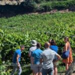 Porto: Private Douro Valley tour with lunch, wine tasting, and a cruise - 2 wineries - Why this Tour Works