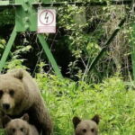 PREMIUM TOUR: Bears Safari on Transfagarasan Road - The Transport & Overall Value