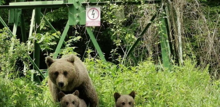 PREMIUM TOUR: Bears Safari on Transfagarasan Road - The Transport & Overall Value