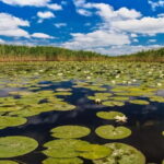 PREMIUM TOUR SMALL GROUP Bucharest: Day Trip to Danube Delta - Arrival in Tulcea and Boarding the Speedboat